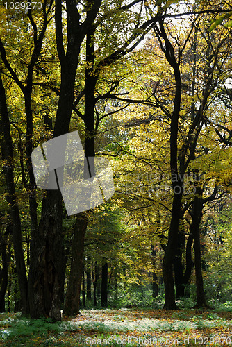 Image of Autumn forest path