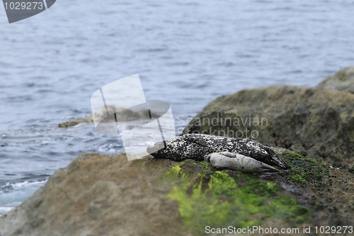 Image of Seal