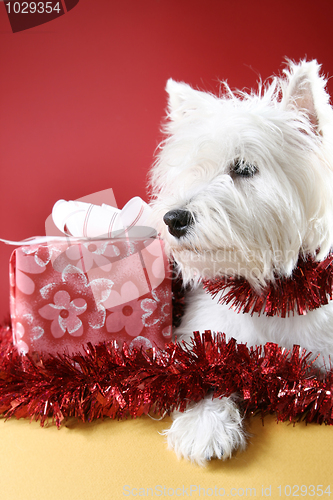 Image of White puppy