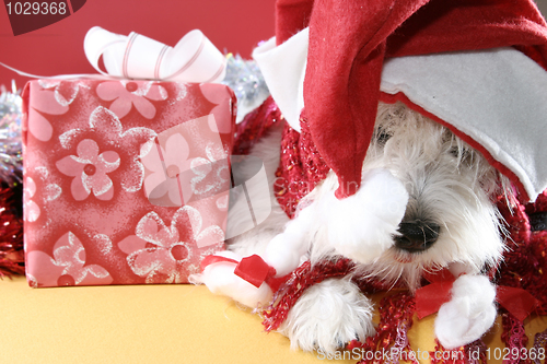 Image of White puppy