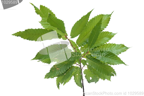 Image of Branch of green leaves chestnut