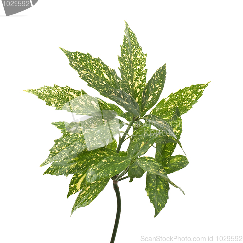Image of Branch of green and yellow leaves