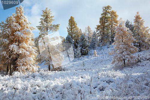 Image of Altai under snow