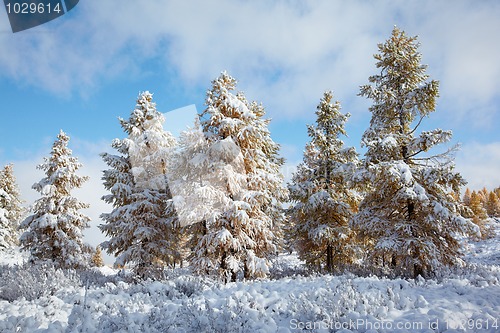 Image of Altai under snow