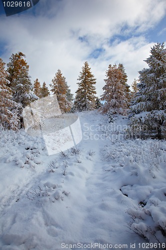 Image of Altai under snow