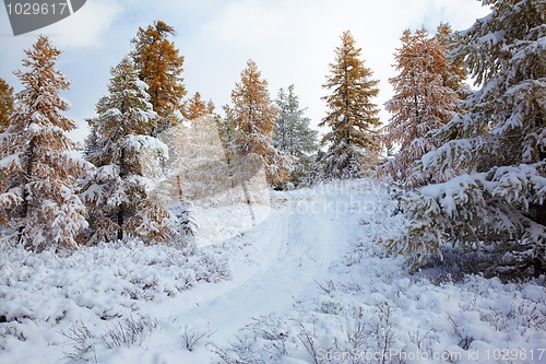 Image of Altai under snow