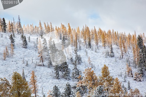 Image of Altai under snow