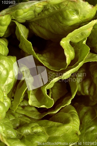 Image of romaine