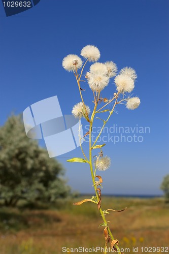 Image of Plant with similar to ripe dandelion florets