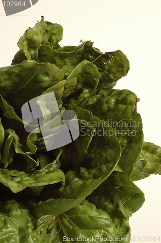 Image of romaine