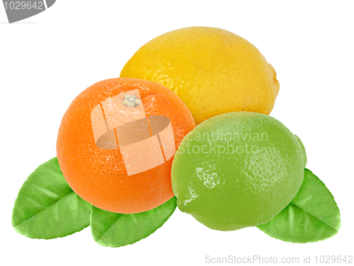 Image of Fruits of orange, lemon and lime with green leaf