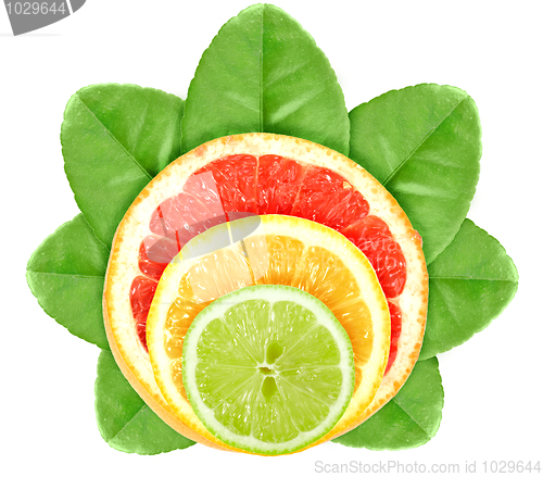 Image of Cross a citrus fruits on green leaf