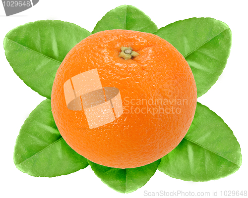 Image of One fruit of orange with green leaf