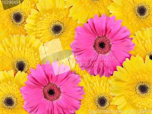 Image of Abstract background of yellow and pink flowers