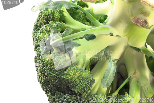 Image of Broccoli