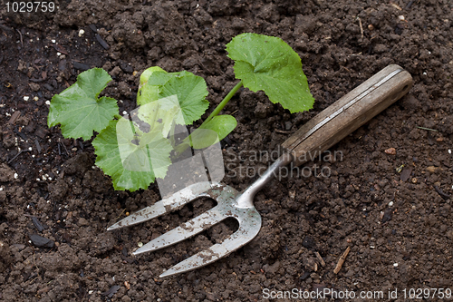 Image of zucchini plant