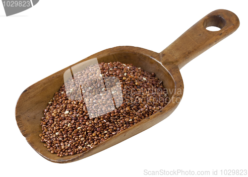 Image of scoop of quinoa