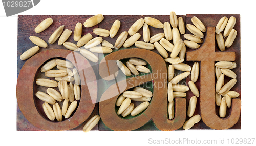 Image of oat word and grain