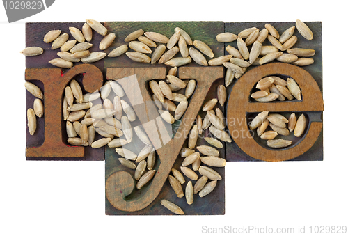Image of barley word and grain