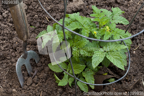 Image of new tomato plant in a garden