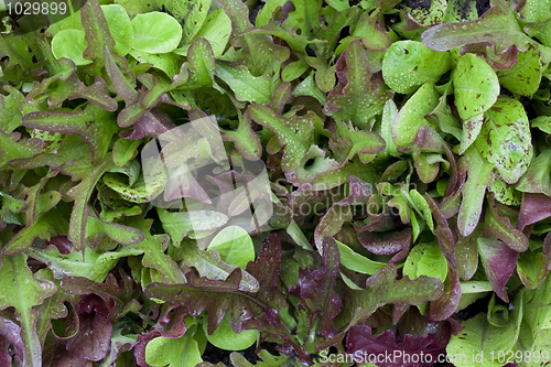 Image of baby lettuce background
