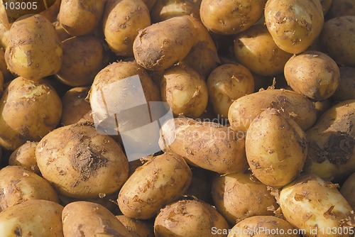 Image of Cornish potatoes