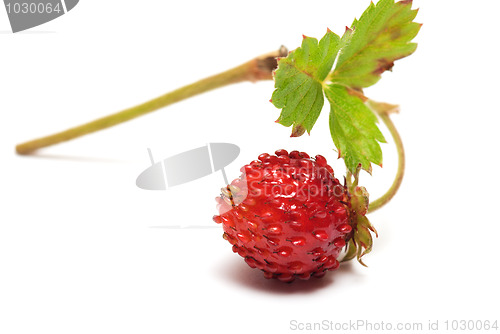 Image of Strawberries.