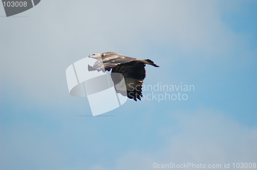 Image of Flying High - Whistling Kite