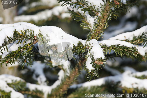 Image of Fir tree covered with snow