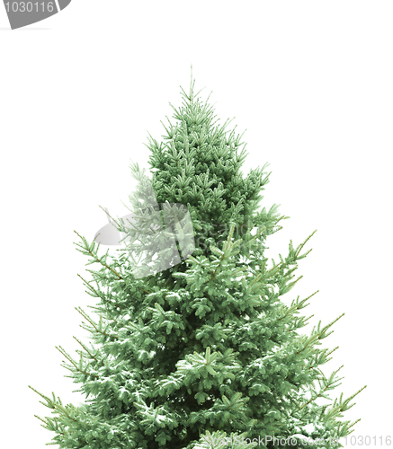 Image of Pine for Christmas