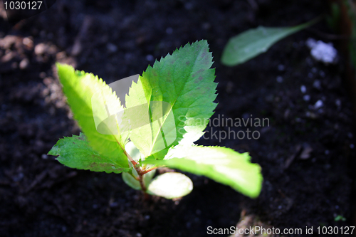 Image of Apple Tree