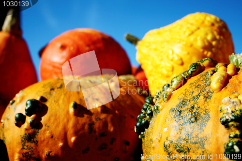 Image of Huge beautiful pumpkins