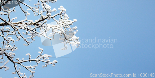 Image of snow on tree branches