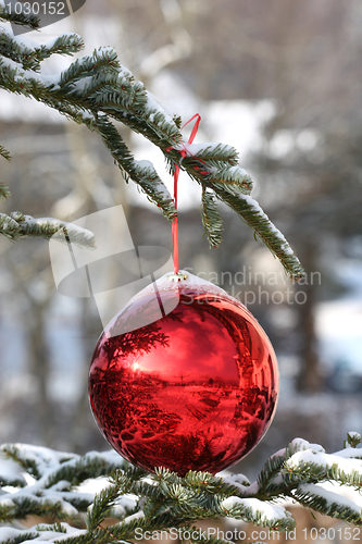 Image of Beautiful Christmas bauble on fir tree branches