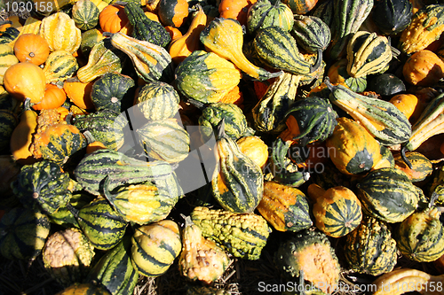 Image of Pumpkins