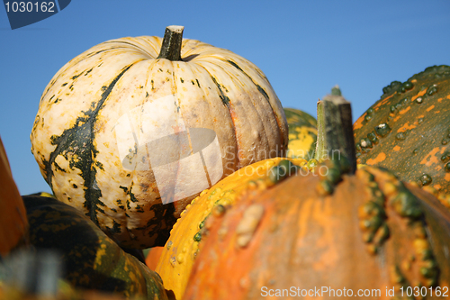 Image of Colorful pumpkins