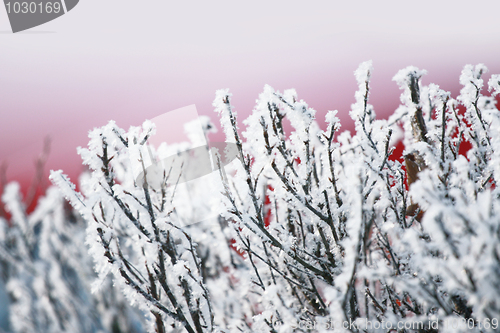 Image of icy branches