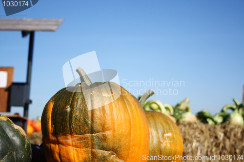 Image of Pair of Pumpkins