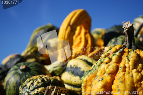 Image of Cute little pumpkins