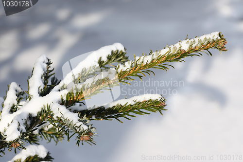 Image of Pine branch in winter