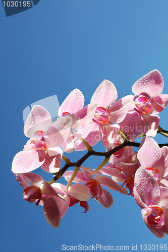 Image of Orchids in the sky