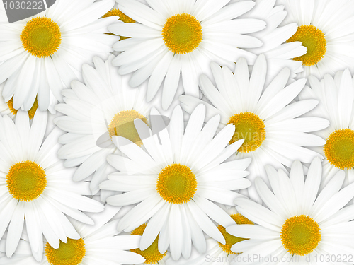 Image of Abstract background of white flowers