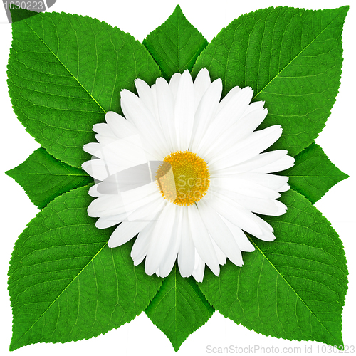 Image of One white flower with green leaf