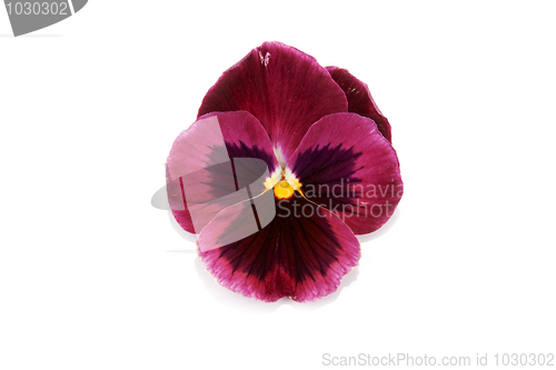 Image of One flower with petal