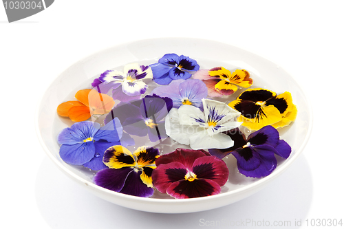 Image of Plate with water sail flower