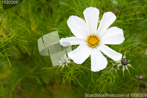 Image of Flower daisywheel