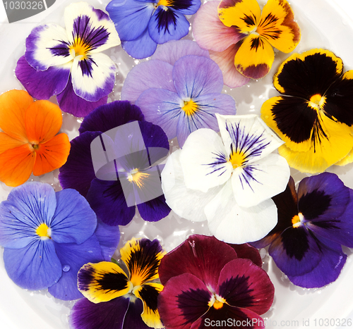 Image of Plate with water sail flower