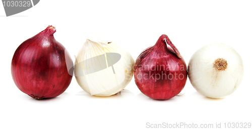 Image of Light and blue onion lies in row