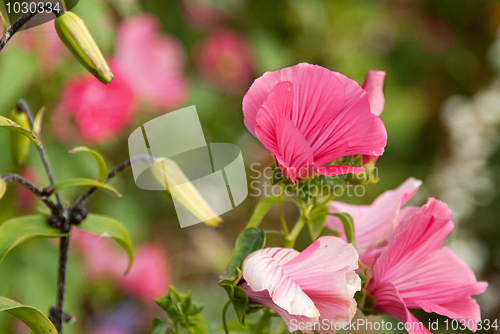 Image of Red flower