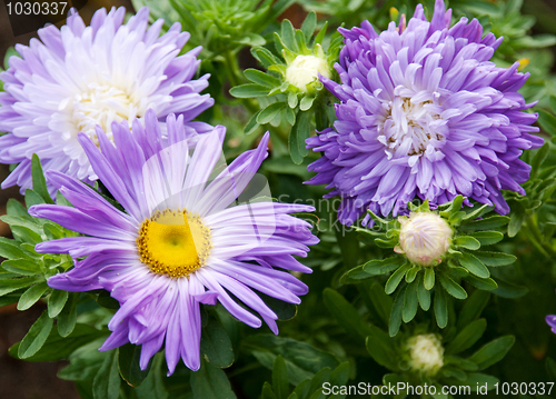 Image of Violet flowerses